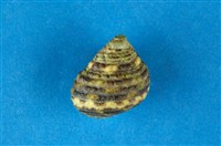 藏品(草蓆鐘螺)的圖片